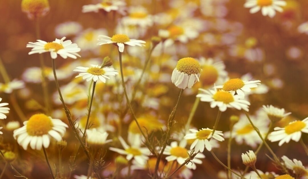 Chamomile as a medicinal herb