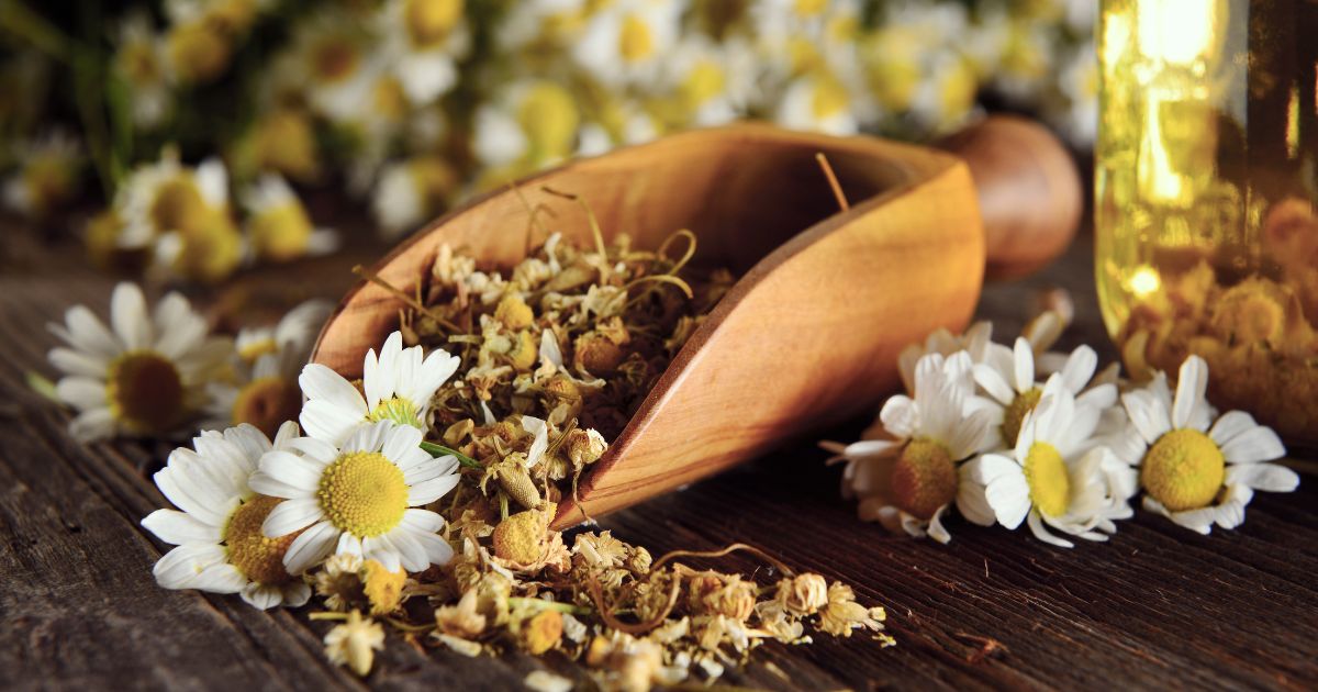 A serving of dried chamomile