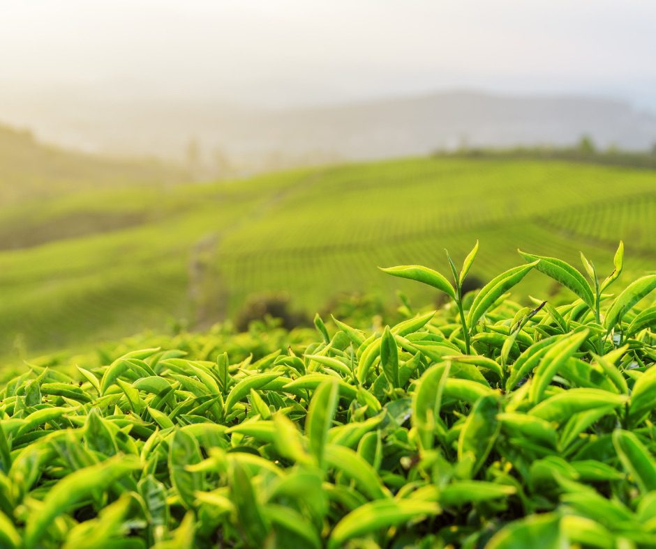 Organic green tea plantation